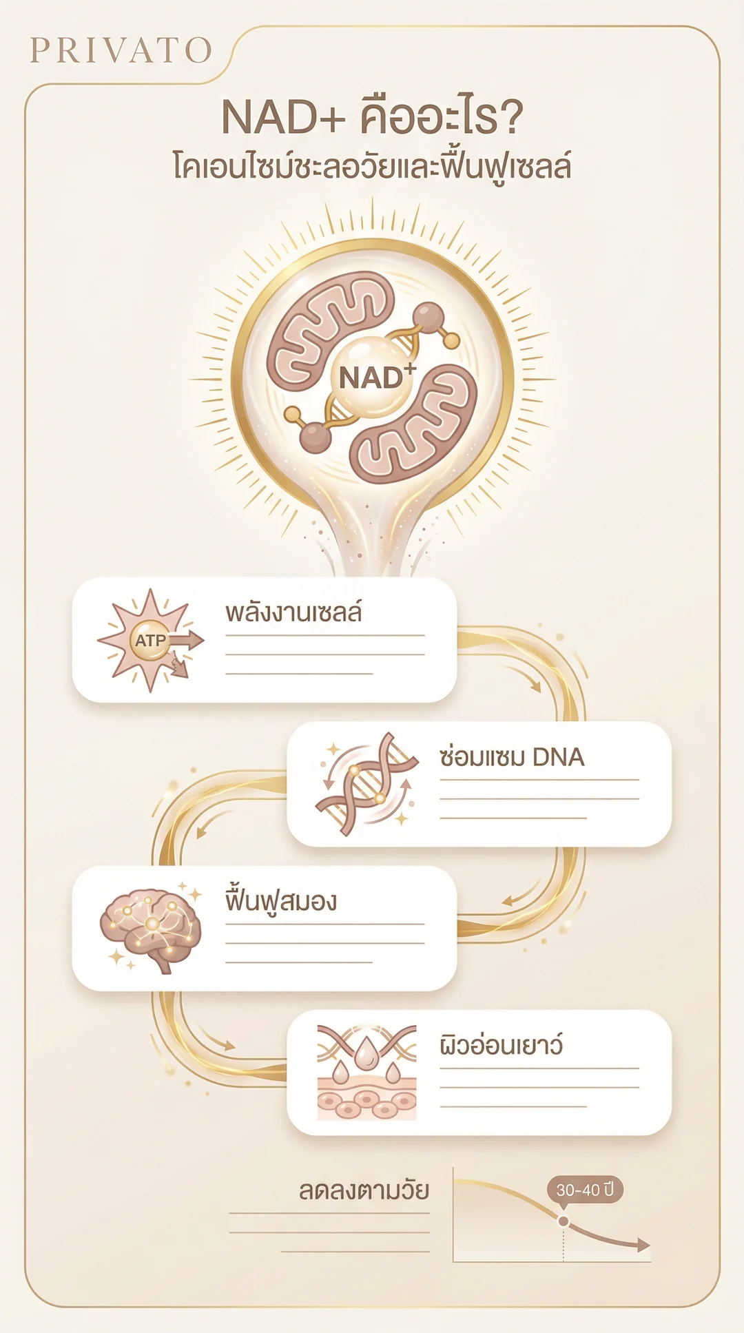 NAD+ คืออะไร? เจาะลึกประโยชน์ของโคเอนไซม์ช่วยชะลอวัยและฟื้นฟูเซลล์ Infographic