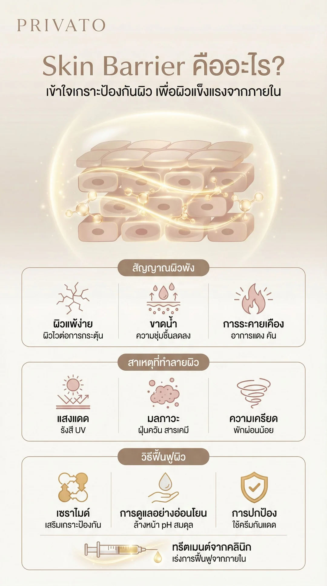 Skin Barrier คืออะไร? เจาะลึกเกราะป้องกันผิว พร้อมวิธีฟื้นฟูผิวแพ้ง่ายให้แข็งแรง Infographic