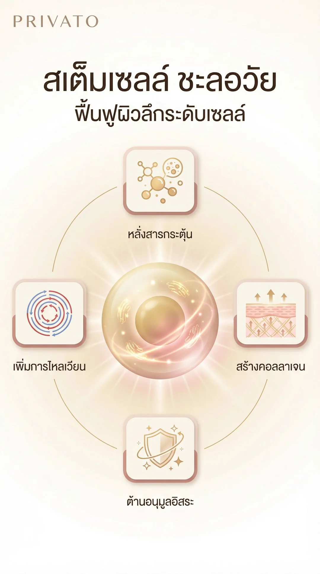 สเต็มเซลล์ ชะลอวัย: นวัตกรรมย้อนวัย ฟื้นฟูผิวและสุขภาพลึกระดับเซลล์ Infographic
